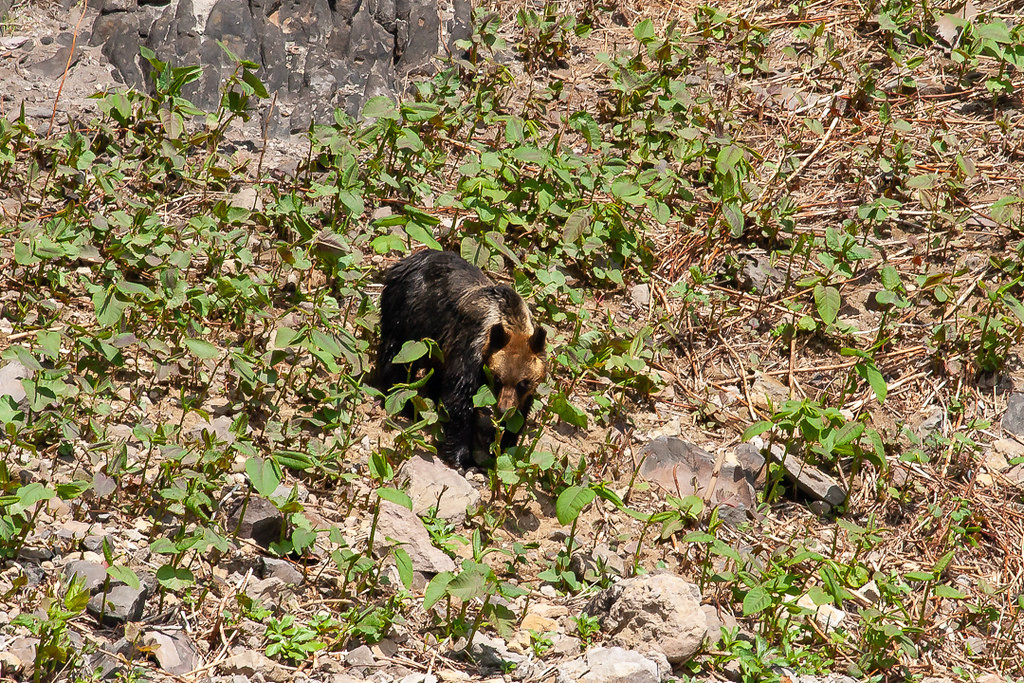On our boat excursion, we might even be lucky enough to encounter Brown Bear! 
