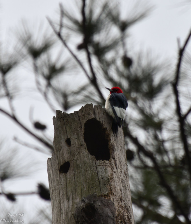 …and interior woodlands with the likes of snappy Red-headed Woodpeckers… (Photo: Allen Codding)