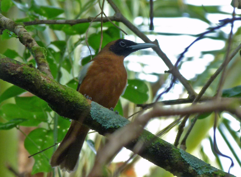 The Rennell Shrikebill is endemic to the island of Rennell (DF). 