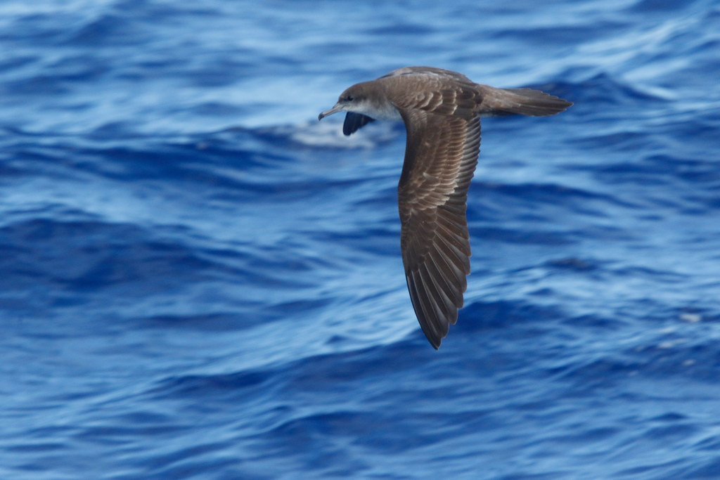 where we’ll hope to see an array of tubenoses from common species like Wedge-tailed Shearwater