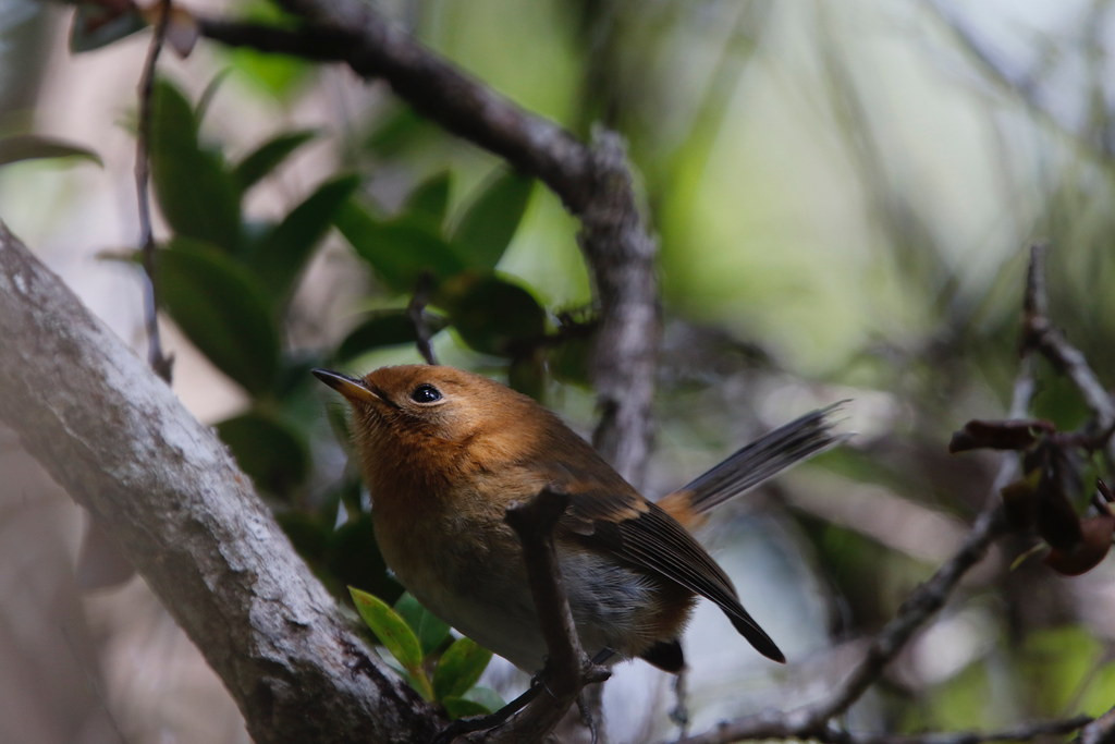 and inquisitive Kauai Elepaio in the understory.
