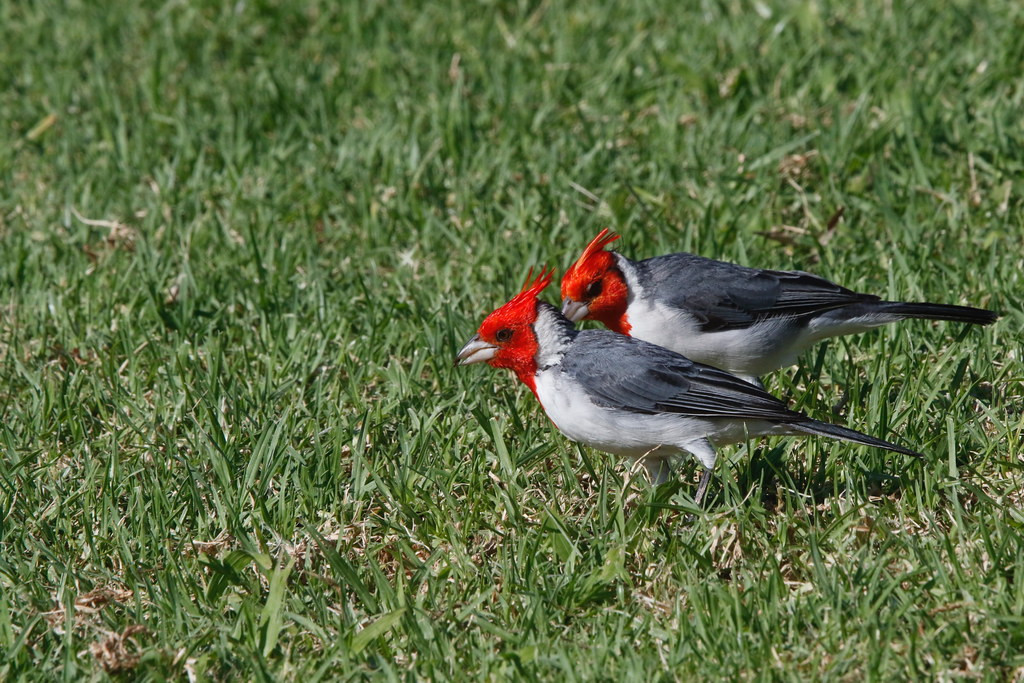 The wonderful Kapiolani Park abuts our hotel, providing a wealth of introduced species from all around the world such as these South American Red-crested Cardinal,
