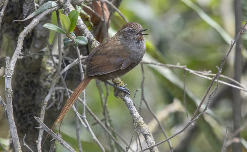 Closer to treeline, the endemic Puna Thistletail can either be furtive and hard to see or bold and sitting out in the open. Photo by participant Andy Fix.