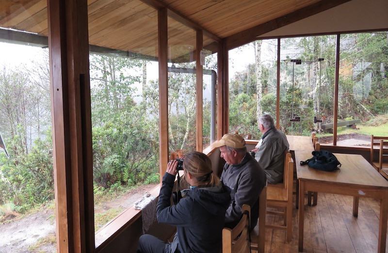 Our next lodging is Wayqecha Biological Station and Birding Lodge in the midst of gorgeous cloud forest at 9500 feet elevation.