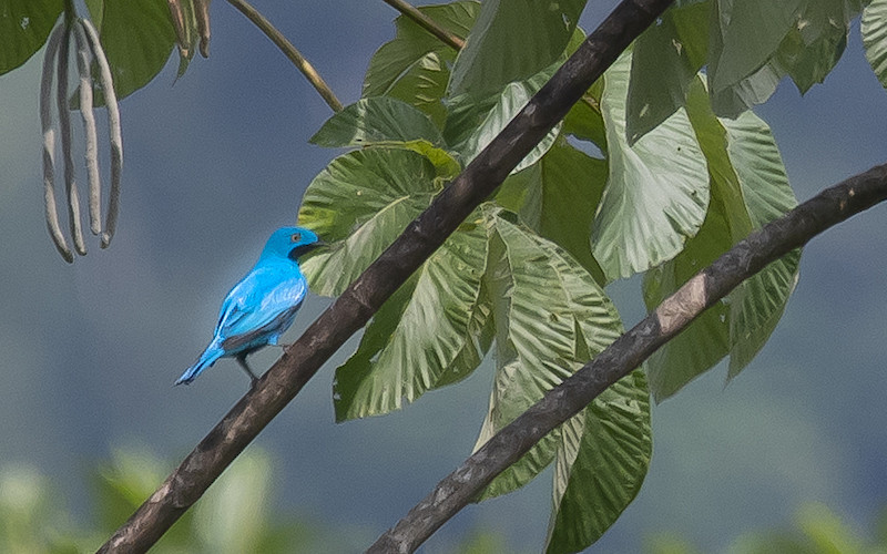 It will take more effort to locate a stunning Plum-throated Cotinga as they perch up in distant trees for only a short time in the morning. Photo by participant Andy Fix.