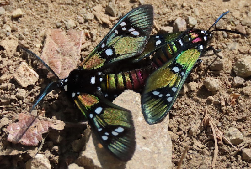 …these mating Princely Tiger Moths…