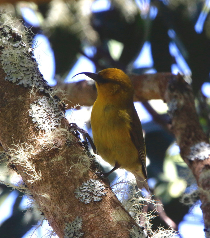 …and with luck, the critically endangered Akiapola’au.