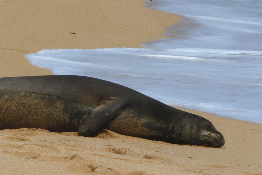 If we are lucky a loafing Hawaiian Monk Seal might be along the shoreline.