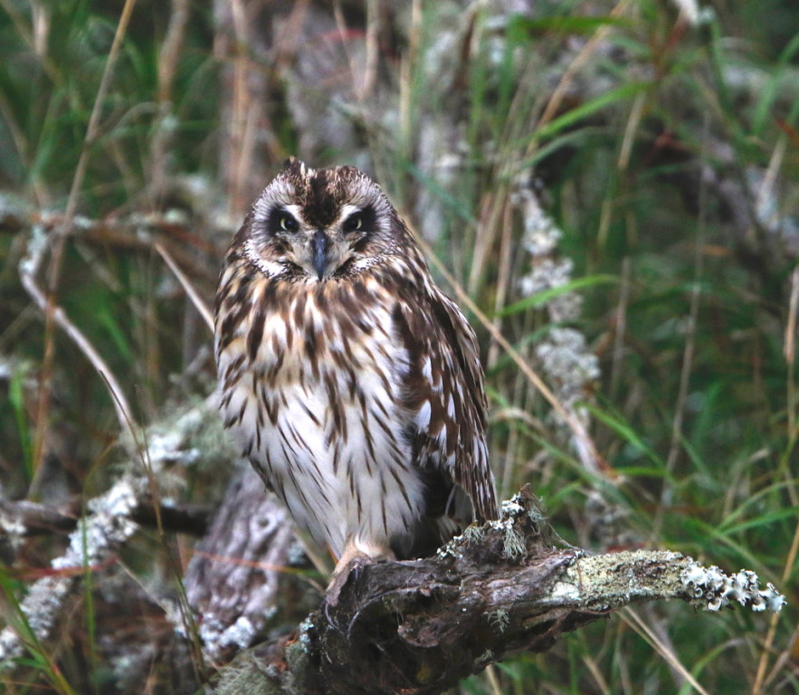 and the occasional Short-eared Owl as well