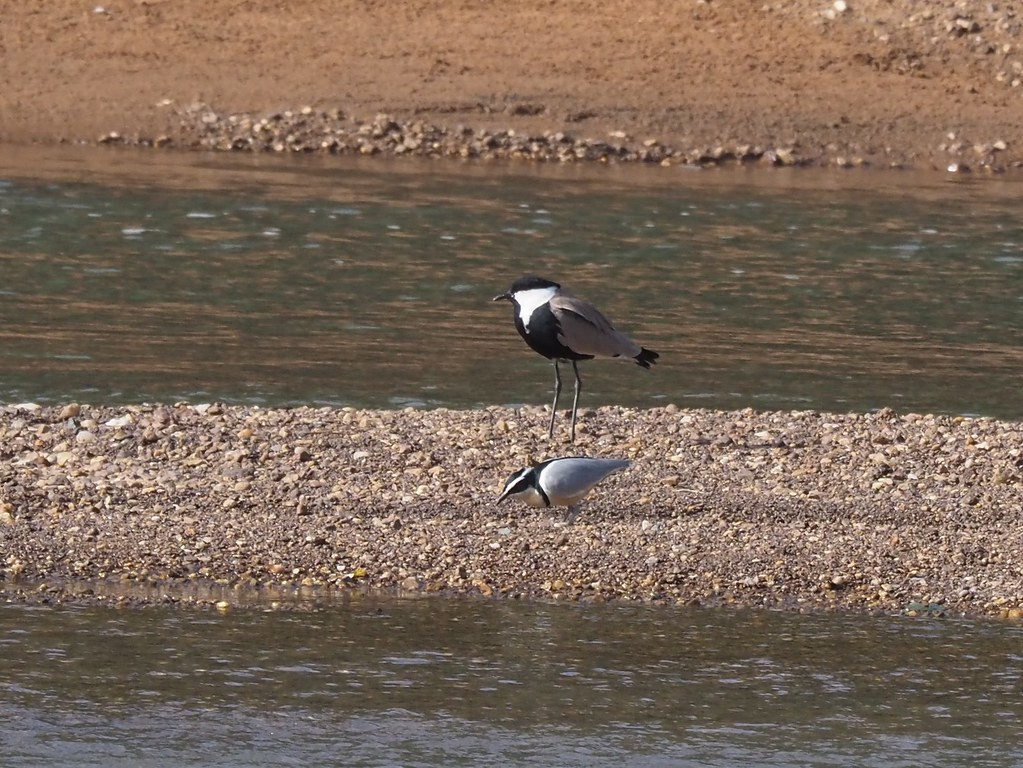 Senegal is one of the best places in Africa to find the incredibly striking Egyptian Plover, so unique that it is placed into its own family.