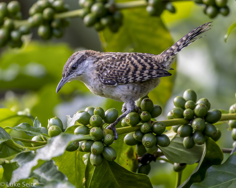 The endemic Veracruz (née Rufous-naped) Wren is locally common, here perched very appropriately on a coffee bush—the region is justly famous for its coffee, which we’ll have a chance to sample.