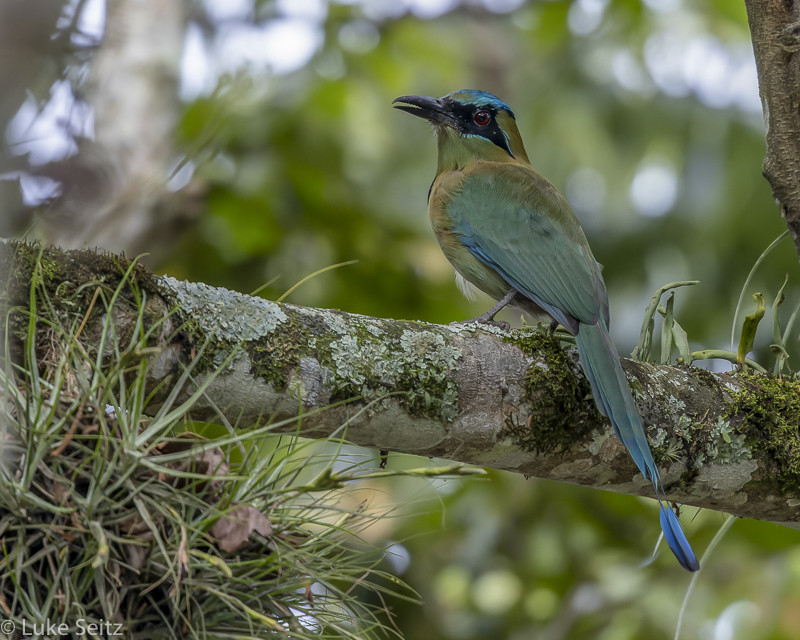The tropical foothill forests are home to the recently split Blue-capped (née Blue-crowned) Motmot, endemic to Northeast Mexico,