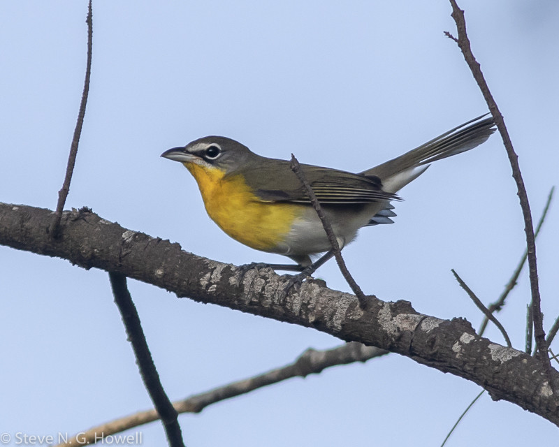 Northern migrants can include good numbers of Yellow-breasted Chat, sometimes not so skulking!