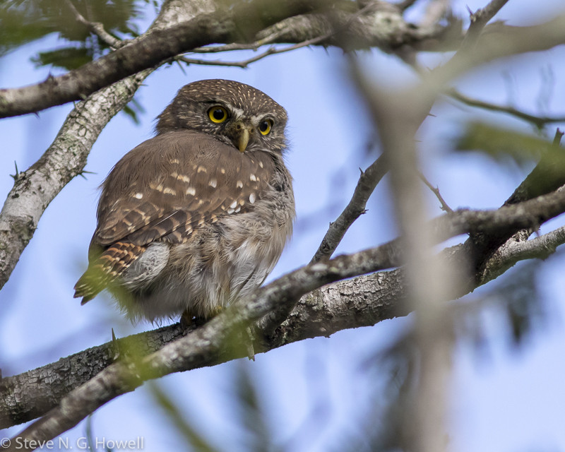 A Ferruginous Pygmy-Owl may catch our attention one morning