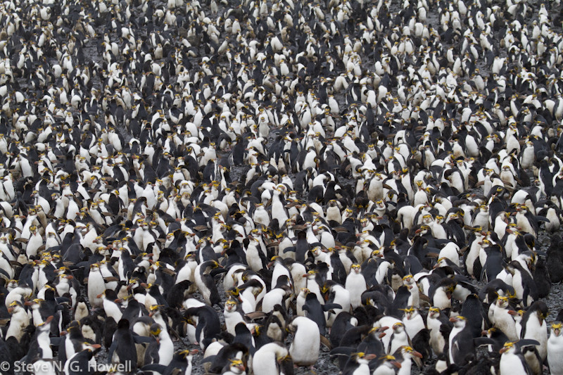 And here in a veritable penguin city!