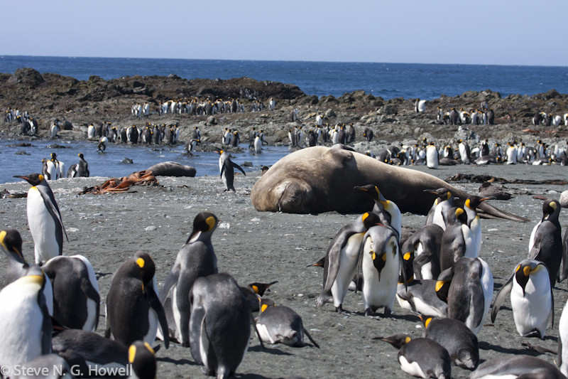 On to everyone’s image of Australia—Macquarie Island, home to thousands of King Penguins
