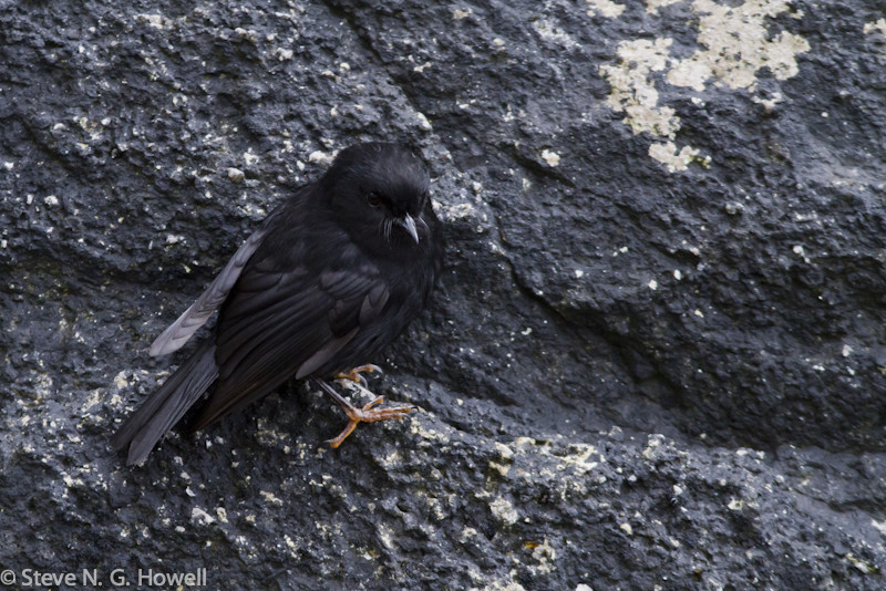 And the all-black endemic subspecies of Tomtit, which blends well with its habitat.
