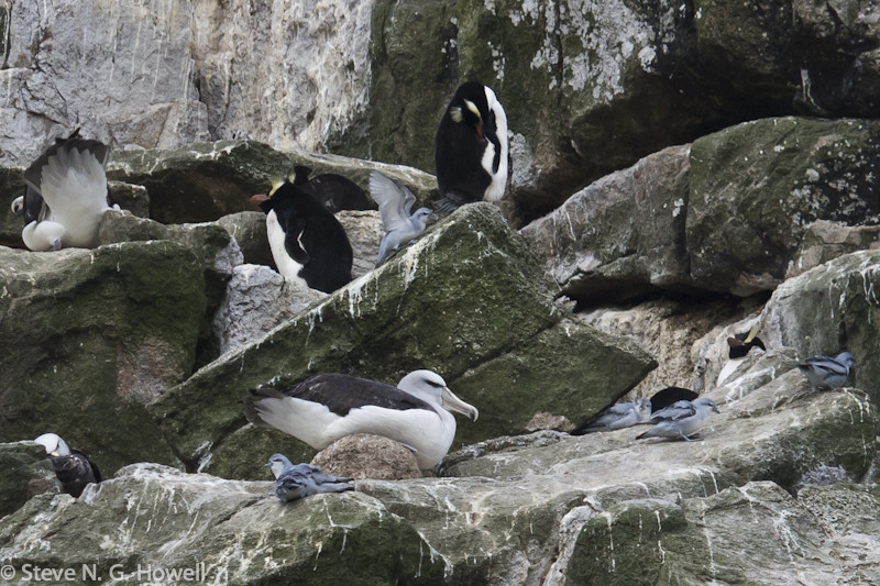 Here nesting alongside Erect-crested Penguins and Fulmar Prions.