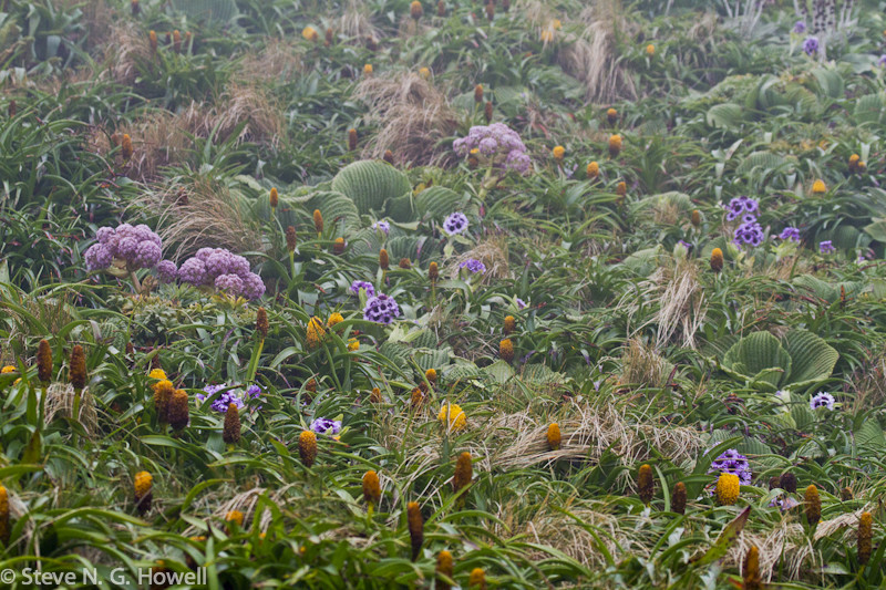 We’ll be very lucky to find Subantarctic Snipe in the lush vegetation (there isn’t one in this image, at least that we know of!)