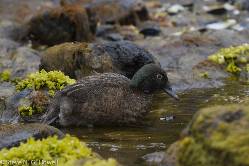 But we have a good chance of seeing the recently reintroduced flightless Campbell Teal.