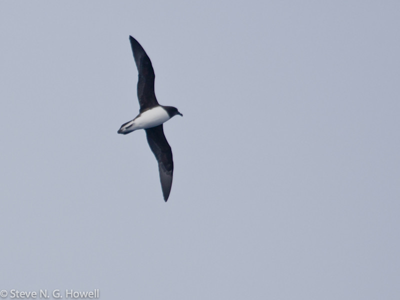 As we head north to our last island group, the Chathams, we have a chance of encountering the extremely rare Magenta Petrel (named for a ship, not the color!).