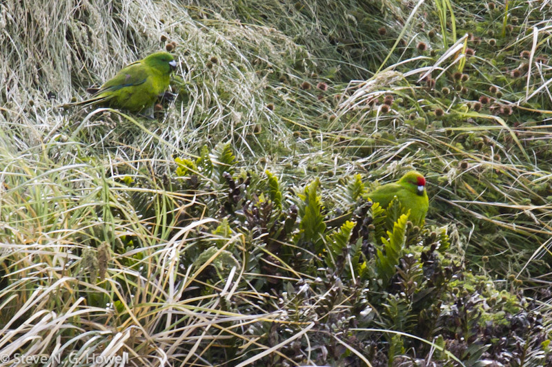 But it will take appreciable luck to see both endemic parakeets, the all-green Antipodes Parakeet and the recently split (by some) Reischek’s Parakeet, with its red cap.