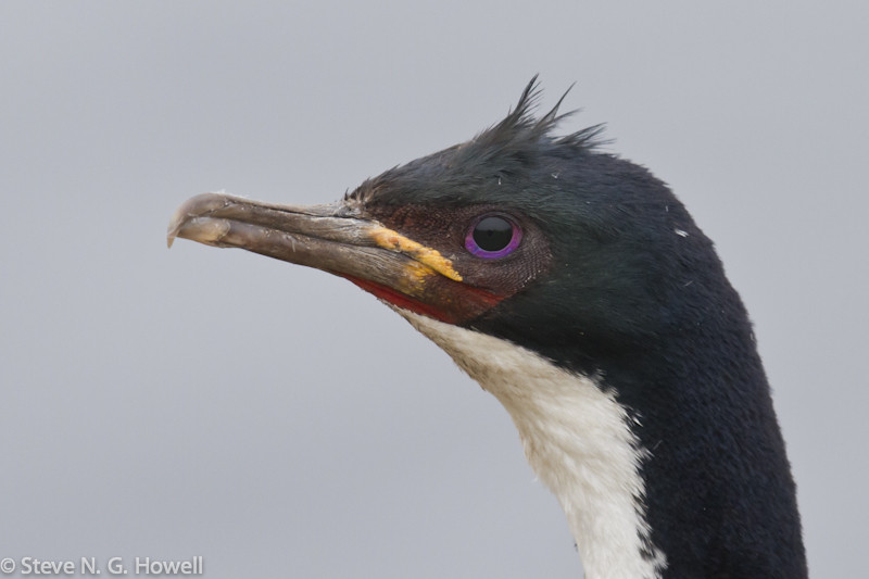 And the handsome Auckland Shag, the first of six island-endemic shags on our route!