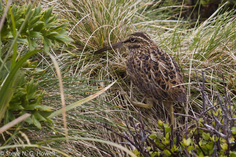 The local subspecies of Subantarctic Snipe…
