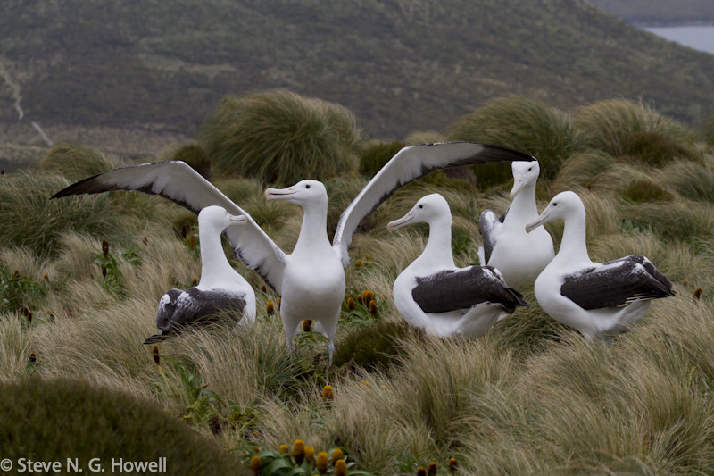 To view nesting—and with luck displaying—Southern Royal Albatrosses