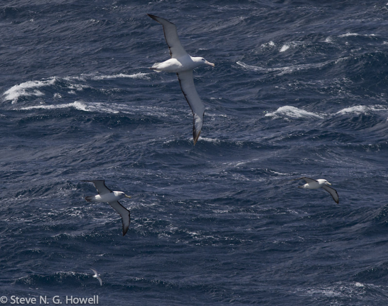 And here a Southern Royal, dwarfing the two Auckland Shy Albatrosses, which in turn dwarf the prion below them! 