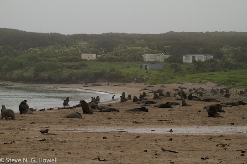 At Enderby Island we land at Sandy Bay, home to New Zealand Sea Lions,
