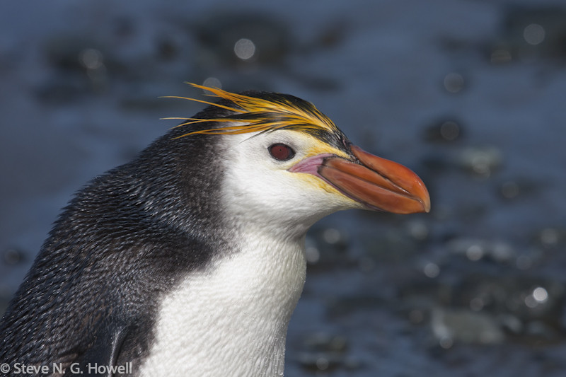 And the only breeding ground for Royal Penguin, here up close…
