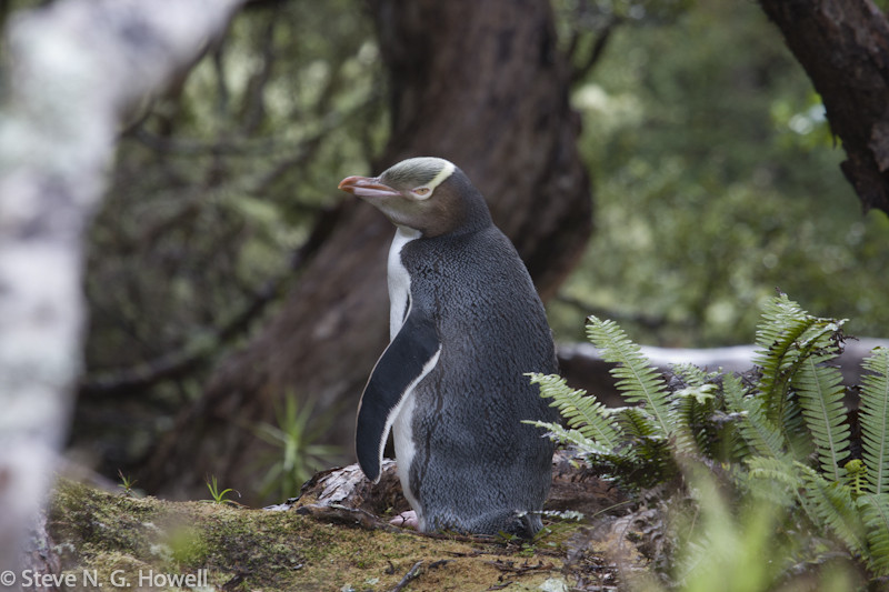 Yellow-eyed Penguins nest under gnarled trunks