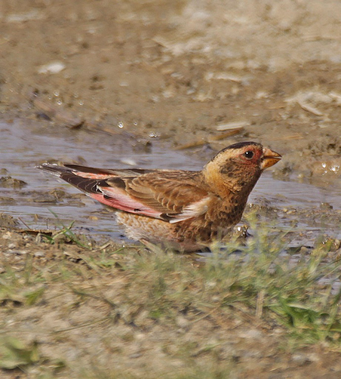 Any source of water is a magnet for birds, such as Asian Crimson-winged Finch,…