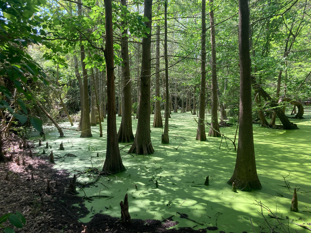But, there’s more to southeast Texas, like bayou forest…