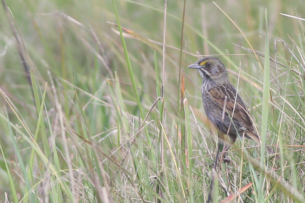 The coastal saltmarshes also harbor local residents like the subtle Seaside Sparrow.
