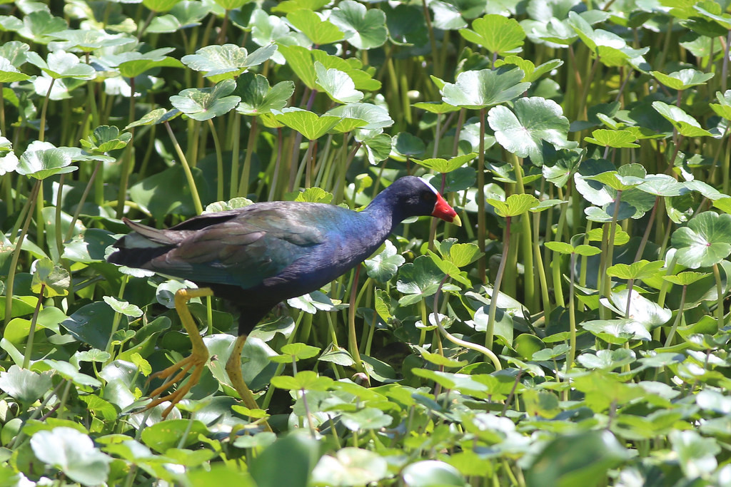 …and Purple Gallinules striding about…