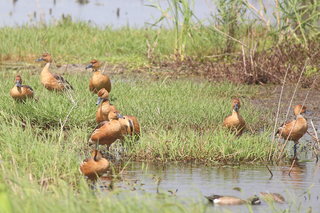 …holding many specialties like Fulvous Whistling-Ducks…
