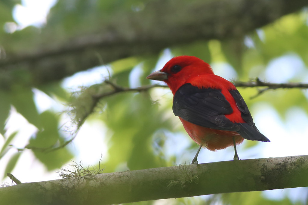 Sometimes the birds are bright like a Scarlet Tanager…