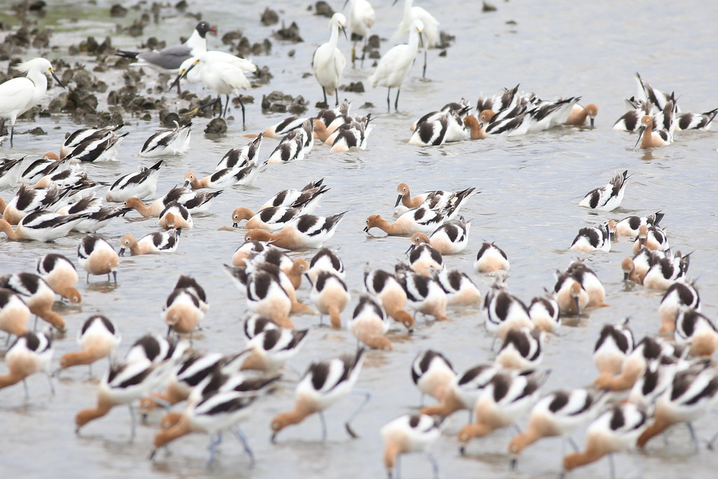 …or a colorful feeding phalanx of American Avocets. 