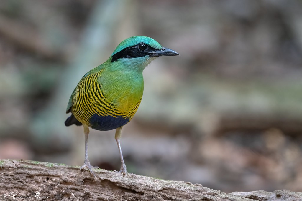 …and the ground dwelling bejewelled Bar-bellied Pitta.