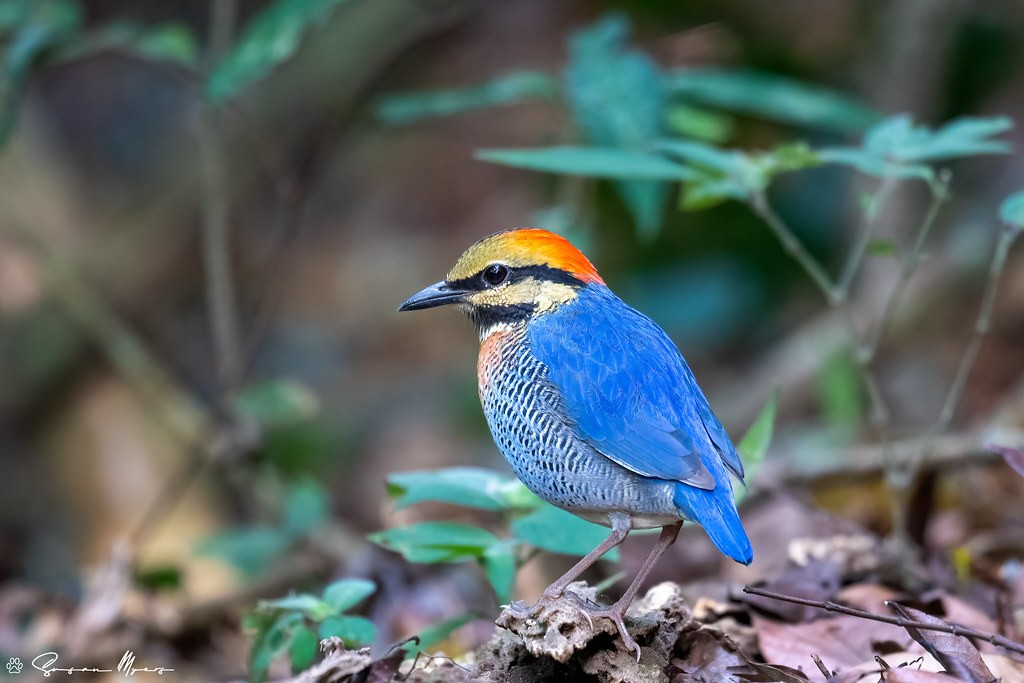 Vietnam is home to some of the most spectacular birds in Southeast Asia. Many colorful beauties are found here, including this gorgeous Blue Pitta…