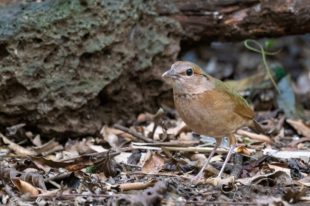 …and we’ll have more chances to track down another pitta - Blue-rumped Pitta.