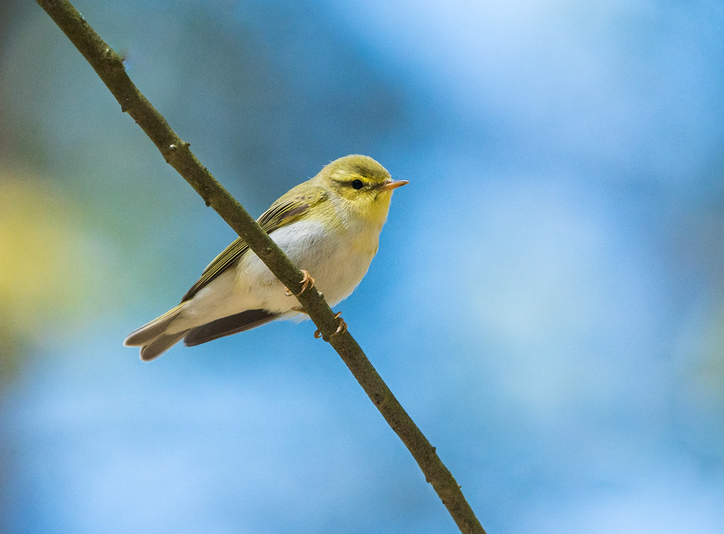 …while the woodland itself holds warblers, such as this Wood Warbler…

