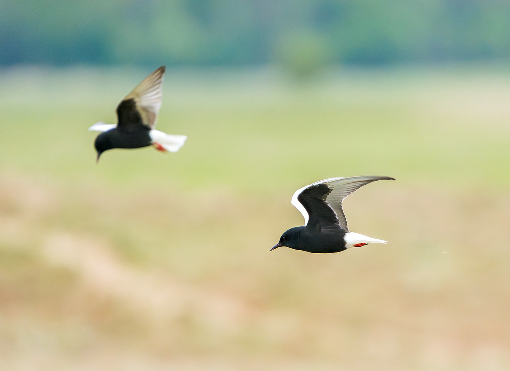 …and we’ll search flooded meadows for breeding White-winged Black Terns.