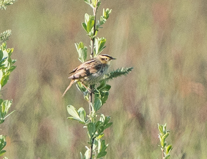 The marshes are home to Europe’s rarest songbird: the Aquatic Warbler…