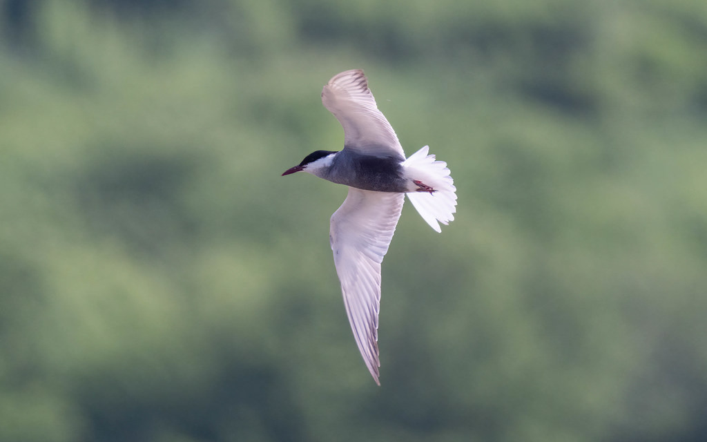 Whiskered Tern is attractive species found around the lakes of eastern Bulgaria