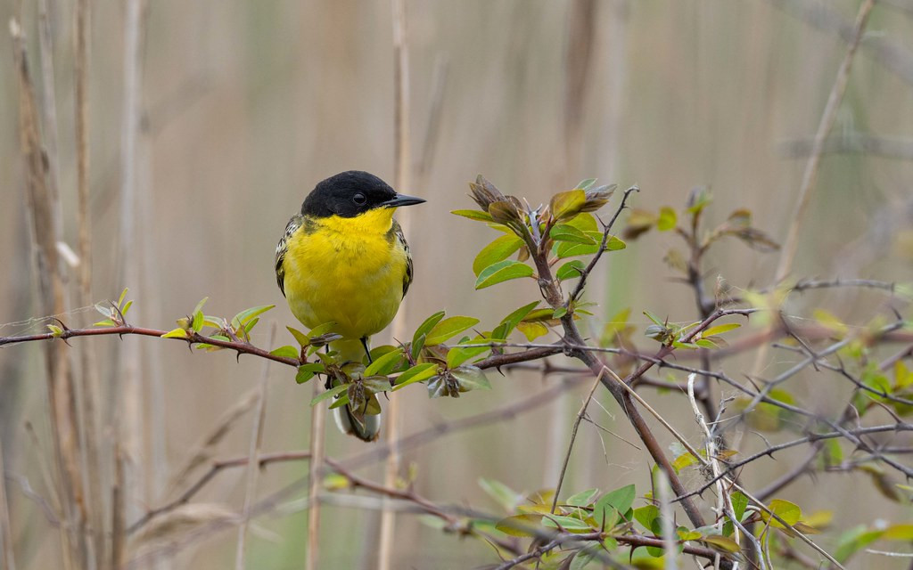 The Feldegg subspecies of Western Yellow Wagtail is an absolute beauty