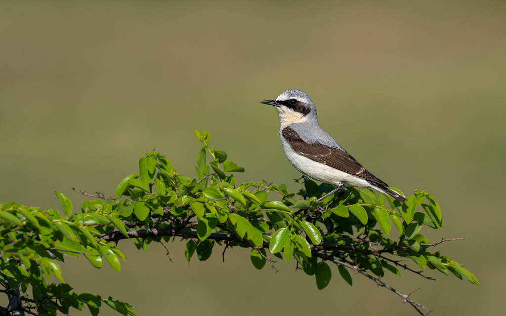 Northern Wheatear is one of many migrants we hope to see on this tour