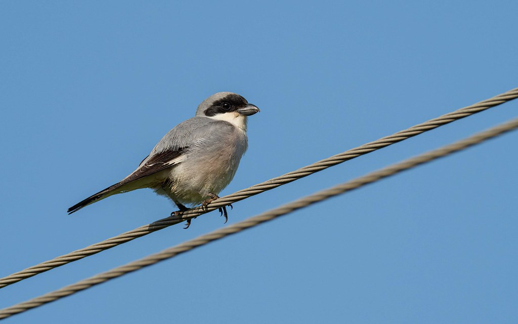 Lesser Gray Shrike is a striking bird which also has a delightful song